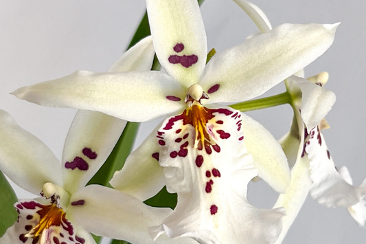 Winter Wonderland 'White Fairy' Orchid Dendrobium, Fragrant, 4-6" Bare Root Seedling