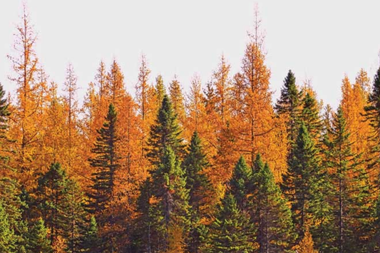 American Larch Tree Live Bare Root, 10-12" Tamarack, Fast Growing, Zone 3-9