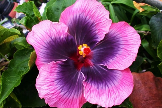 Madagascar Hibiscus Hibiscus Moscheutos Live Starter Plant 3-5 Inches, Mallow Malvaceae - Free US Shipping