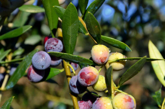 Arbequina Olive Tree (Olea europaea) - Live Plant Hardy Variety for Oils and Pickling Cold & Drought Tolerant 4"-8" Starter