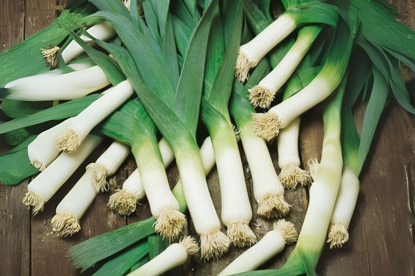 150 American Flag Leek Seeds – Heirloom Vegetable, Easy Garden Growing
