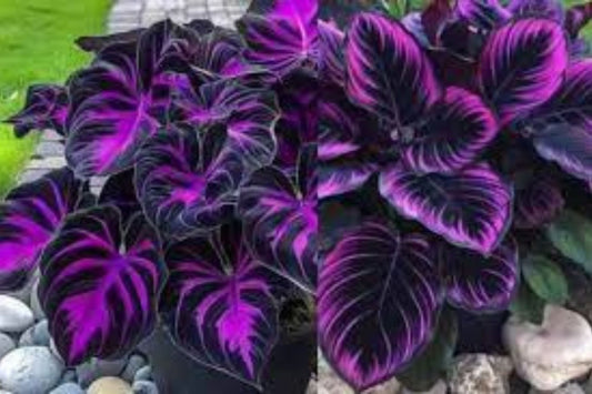 25+ Purple Tip Calathea Seeds – Tropical Foliage Plant for Indoor or Outdoor Growing, Beautiful Couture Leaves