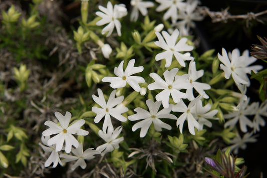 Snowflake Creeping Phlox Seeds - 100+ White Ground Cover Seeds - USA Grown -  - Drought Tolerant - Butterfly Garden - Perennial
