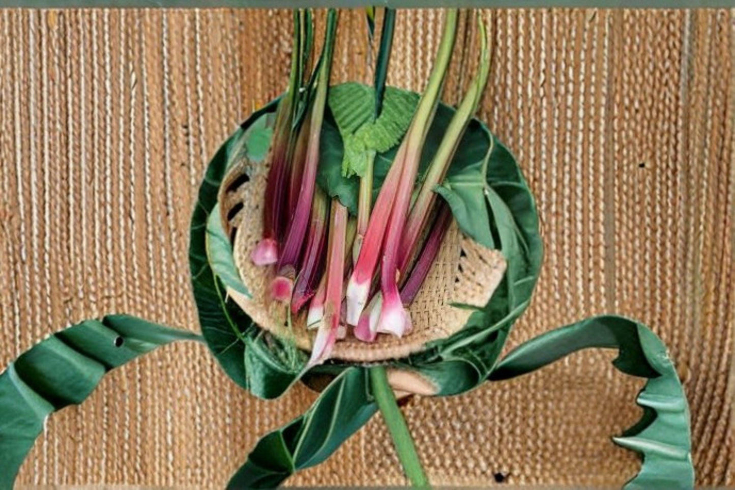 Victoria Rhubarb Seeds: Heirloom Tart Red-Green Perennial (25 Seeds)
