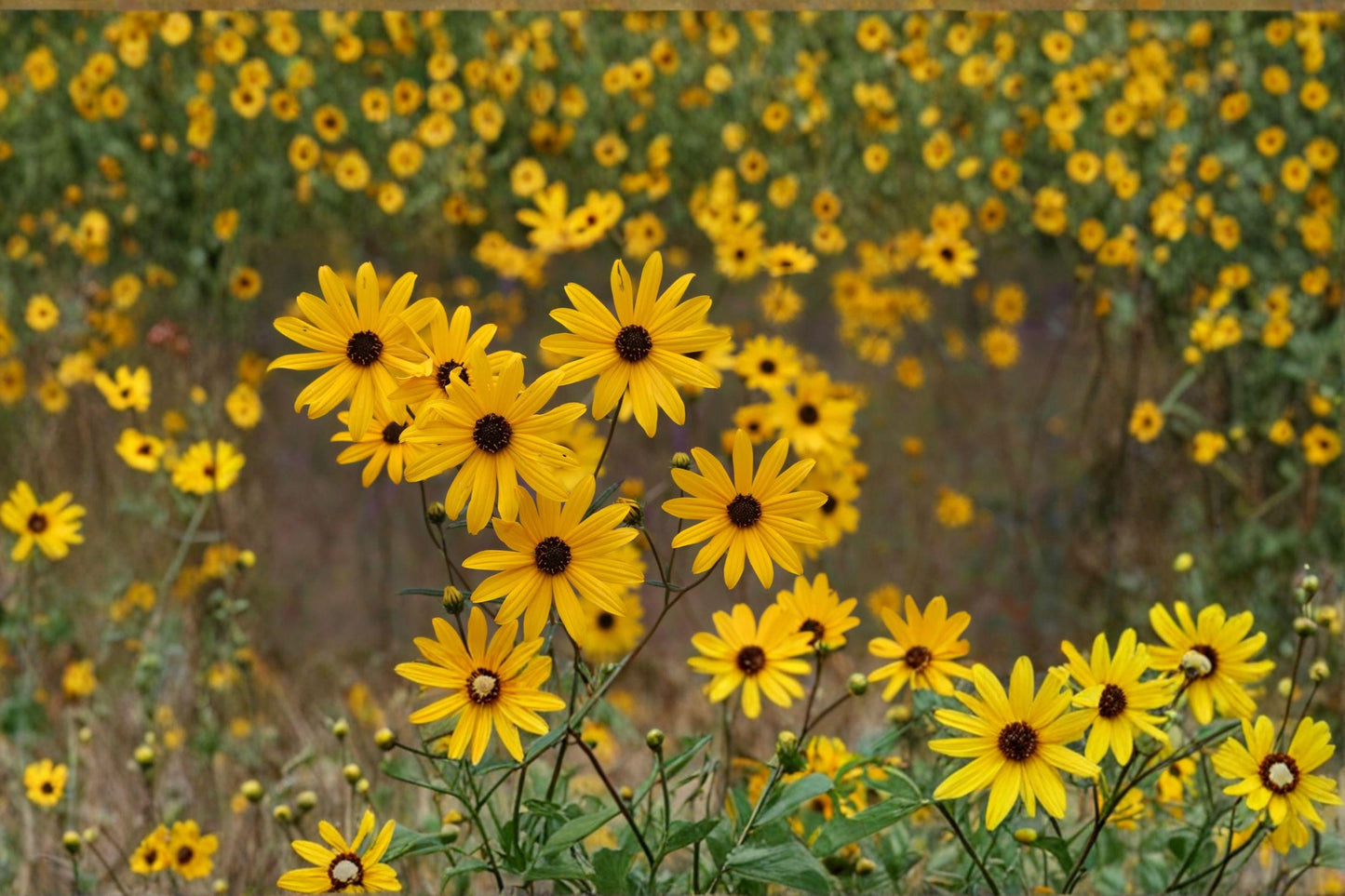 40 Marsh Sunflower Seeds – Helianthus nuttallii – Native Wildflower – Pollinator Plant – Tall Yellow Blooms