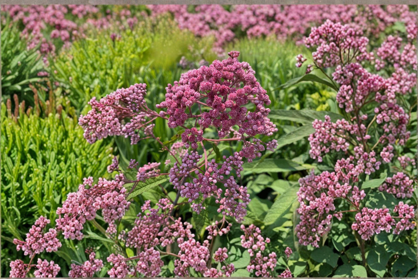 100 Seeds Eutrochium fistulosum – Hollow Joe Pye Weed, Native Tall Perennial for Pollinators & Meadow Gardens