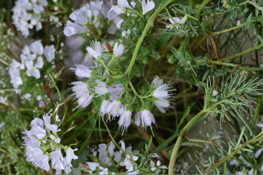 10 Virginia Waterleaf Seeds – Hydrophyllum virginianum – Native Woodland Wildflower – Shade Garden Plant