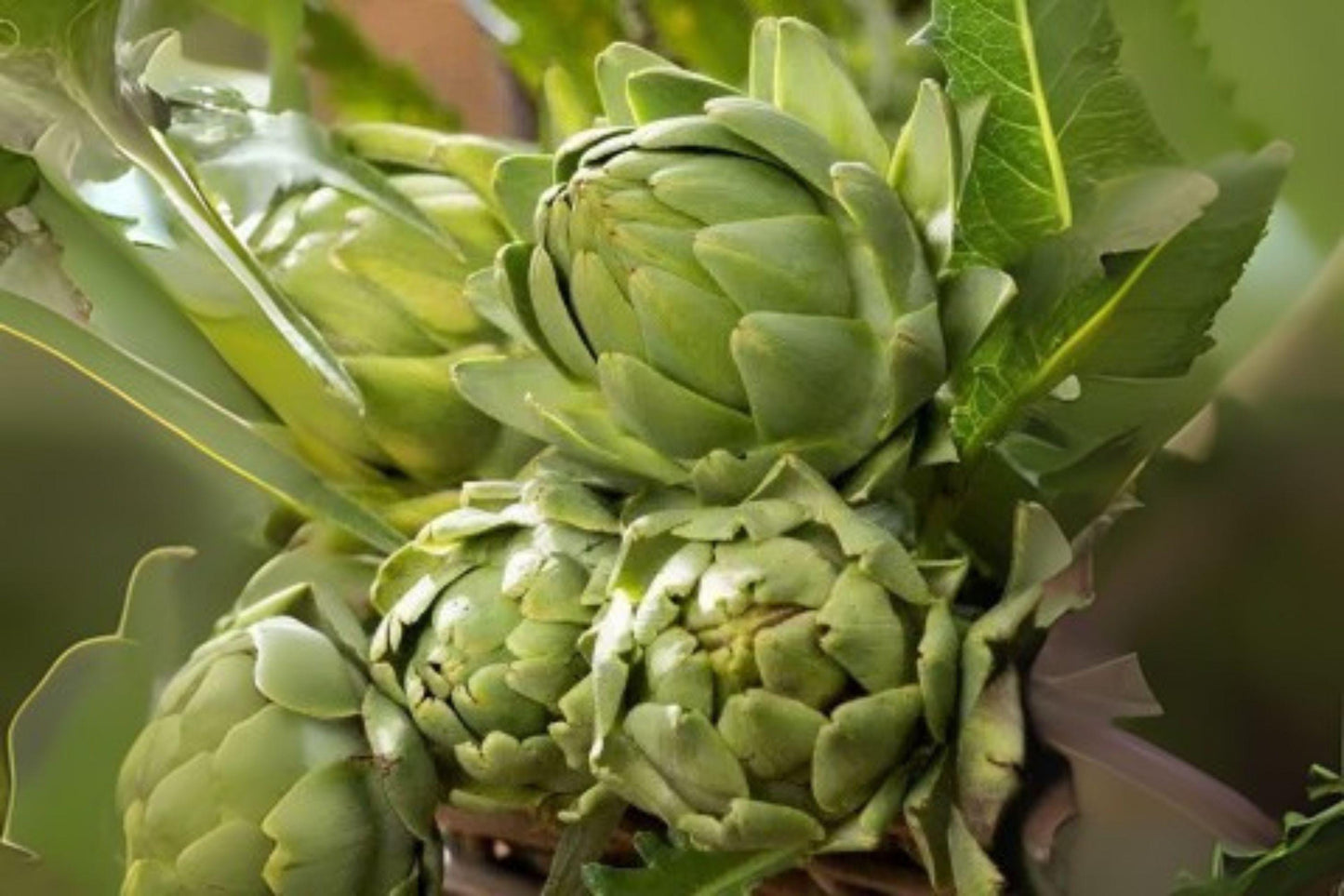 10 Artichoke Green Globe Seeds – Heirloom Vegetable Plant, Perennial Garden Edible, Easy Growing