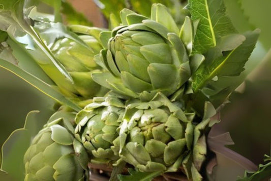10 Artichoke Green Globe Seeds – Heirloom Vegetable Plant, Perennial Garden Edible, Easy Growing