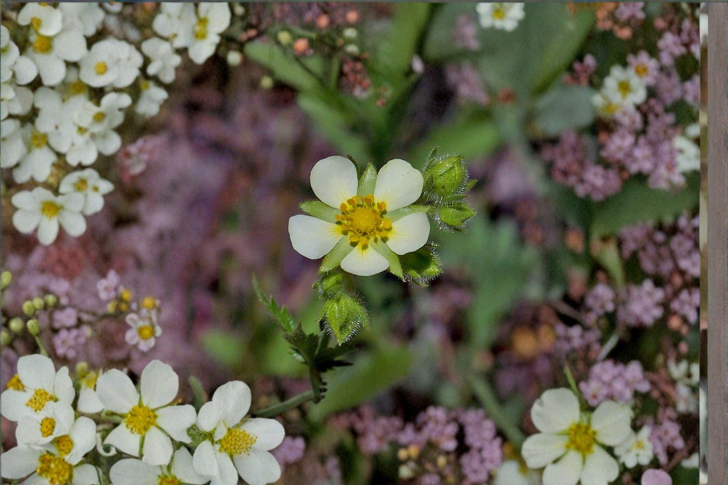 Prairie Cinquefoil Seeds - Native Pollinator Wildflower (500 Seeds)