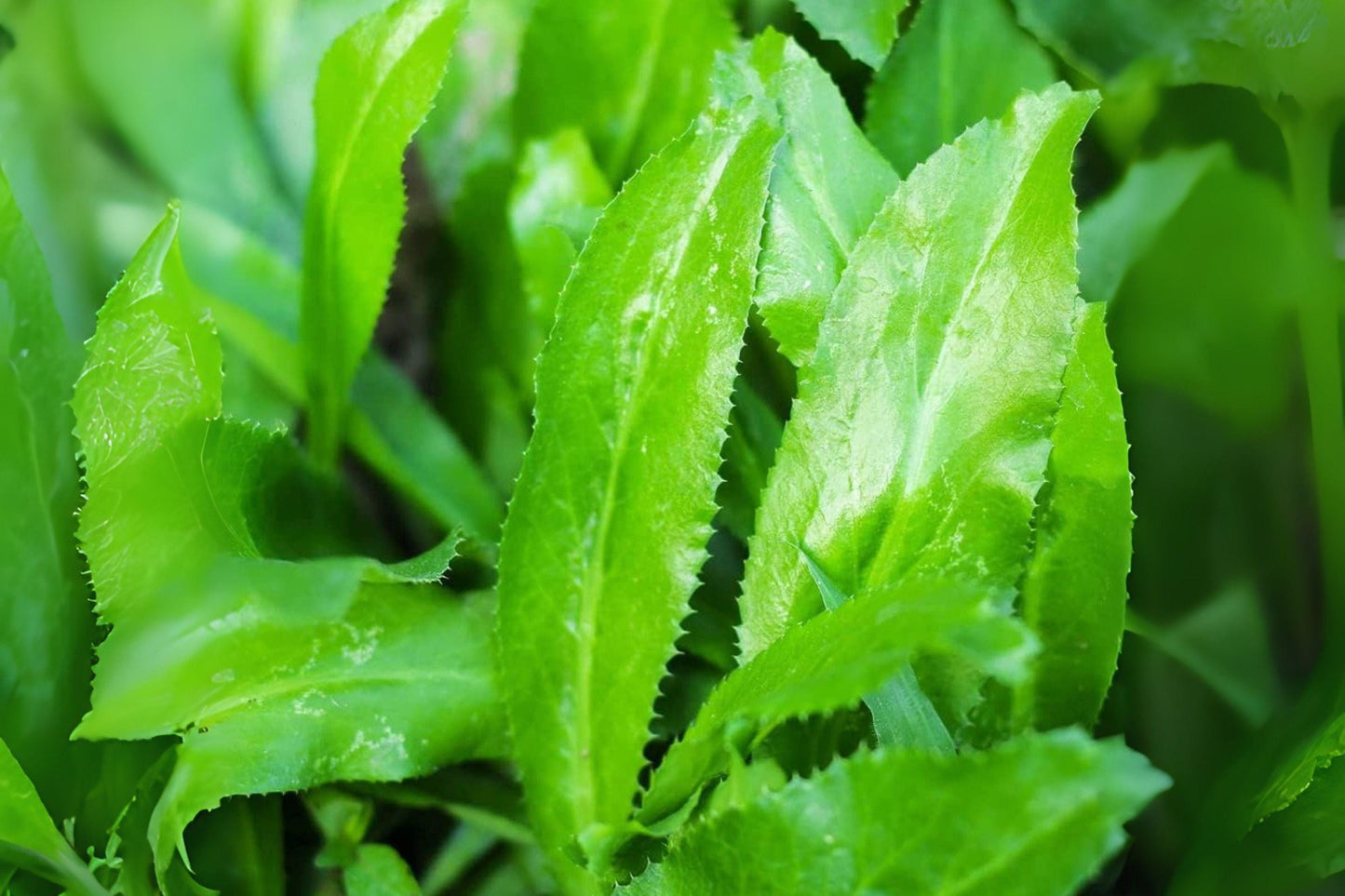 Culantro Seeds: Ngo Gai Vietnamese Herb for Culinary Gardens