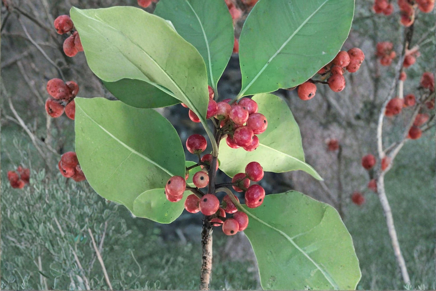 25 Kurogane Holly Seeds – Ilex rotunda – Round Leaf Holly – Evergreen Ornamental Tree