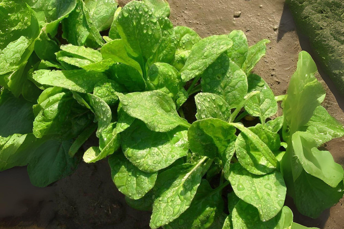 1g Seeds Spinach Viroflay | Giant Heirloom Leafy Green | Classic Vegetable for Home Garden