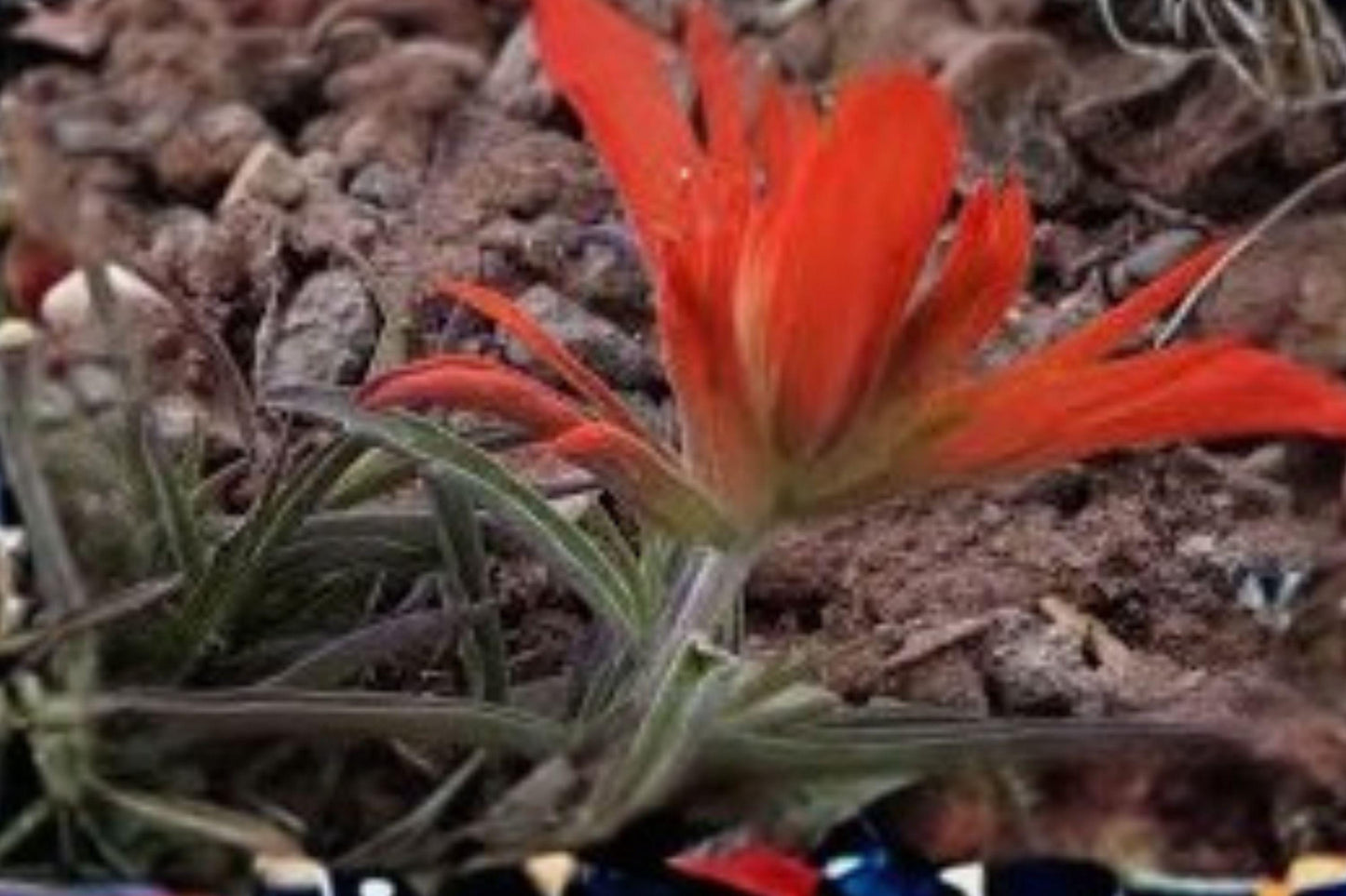 300 Seeds for Planting Castilleja integra – Southwestern Indian Paintbrush, Wholeleaf Orange Wildflower