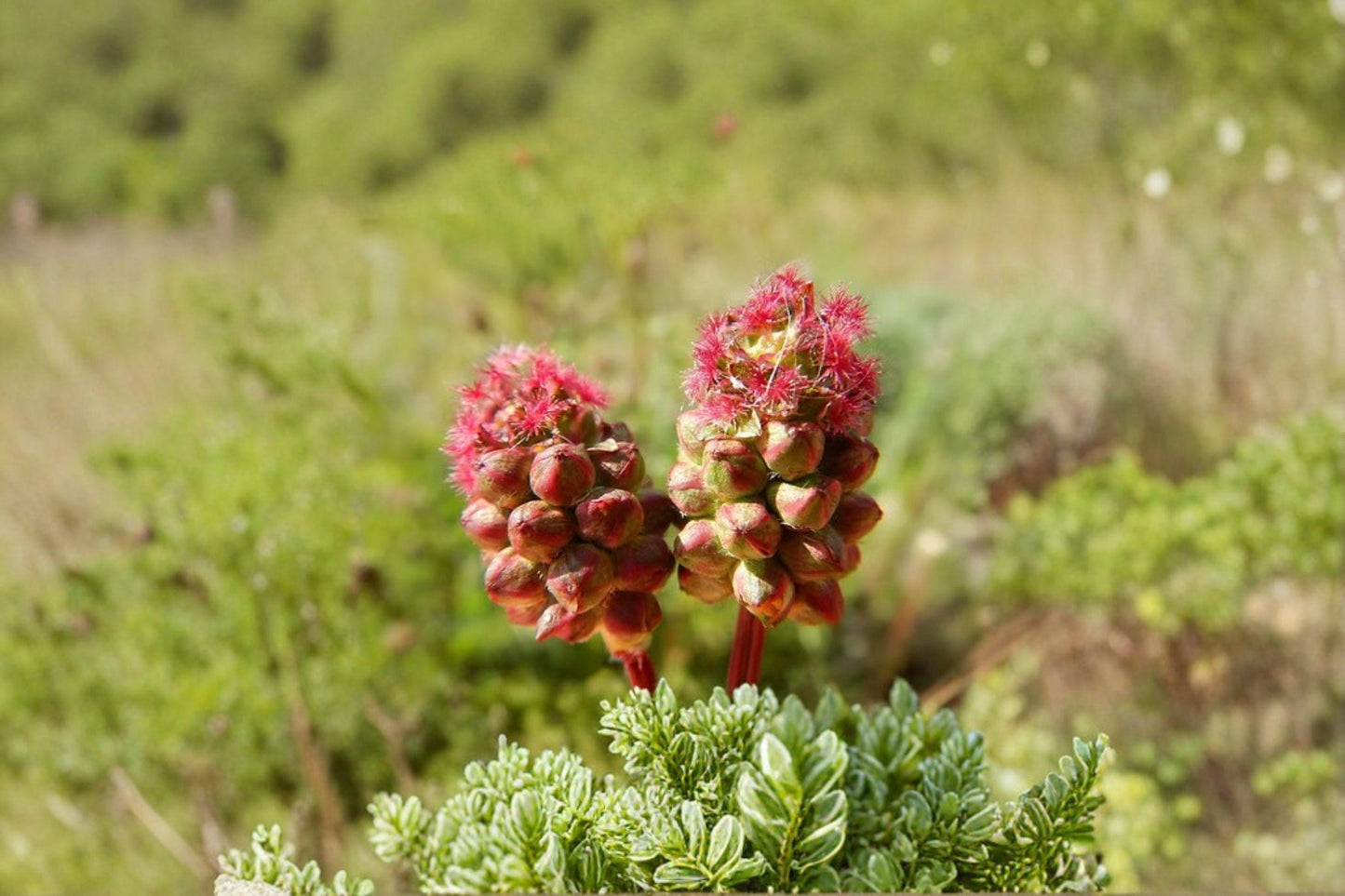 100 Small Burnet Seeds – Sanguisorba minor – Edible Perennial Herb – Pollinator Plant