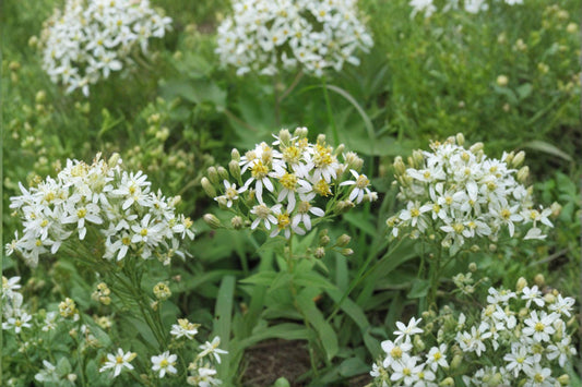 100 Flat Topped Aster Seeds – Doellingeria umbellata – Native Pollinator Flower