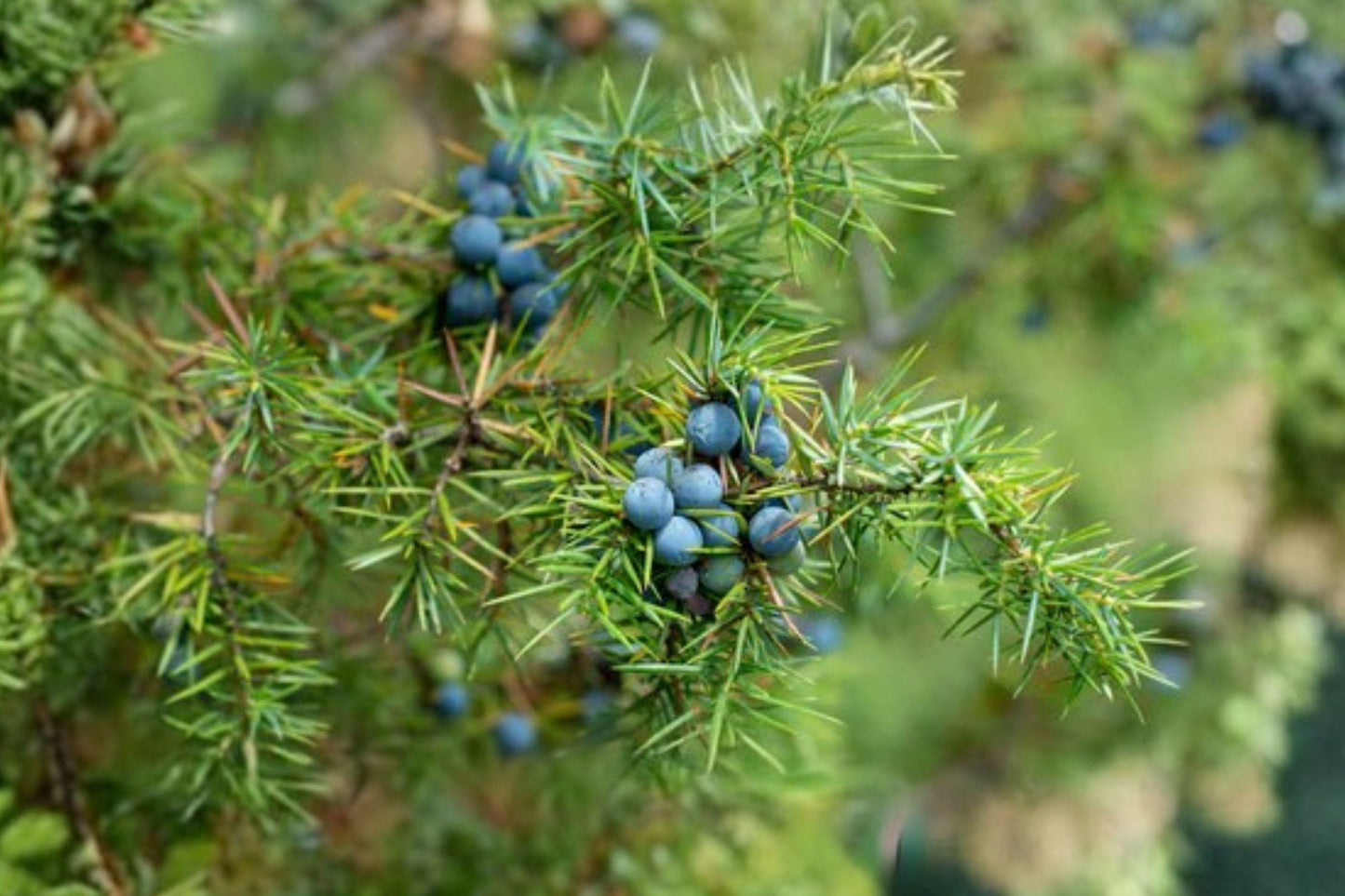 25 Common Juniper Seeds – Juniperus communis – Evergreen Shrub – Bonsai Tree Seeds
