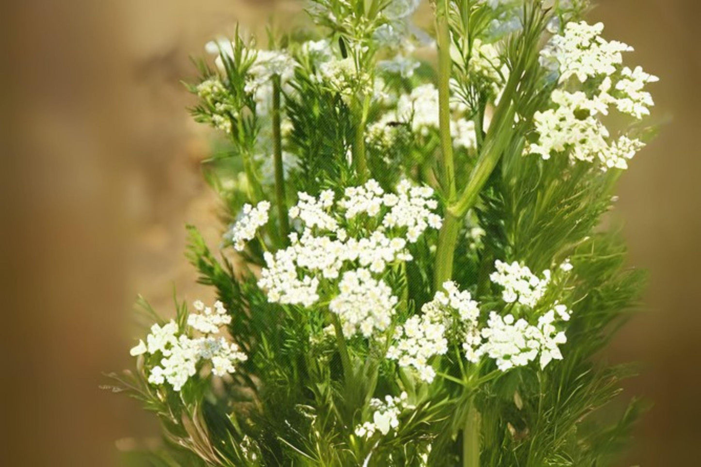 300 Caraway Seeds: Heirloom Culinary Herb & Spice