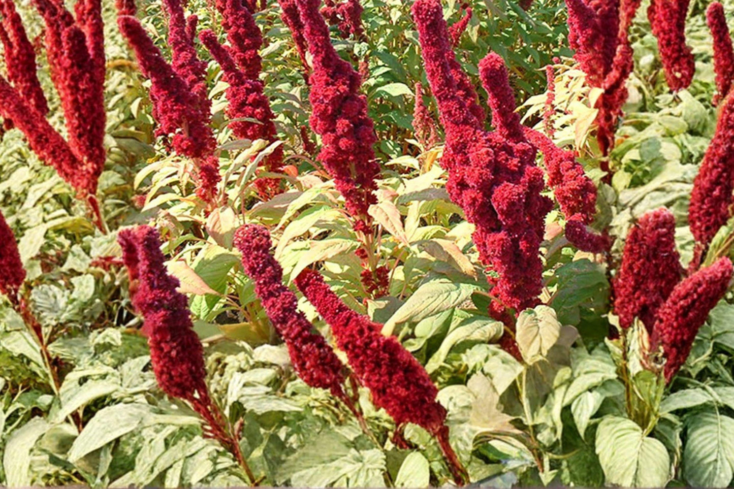 100 Red Garnet Amaranth Seeds – Amaranthus tricolor – Edible Leaf Plant – Ornamental