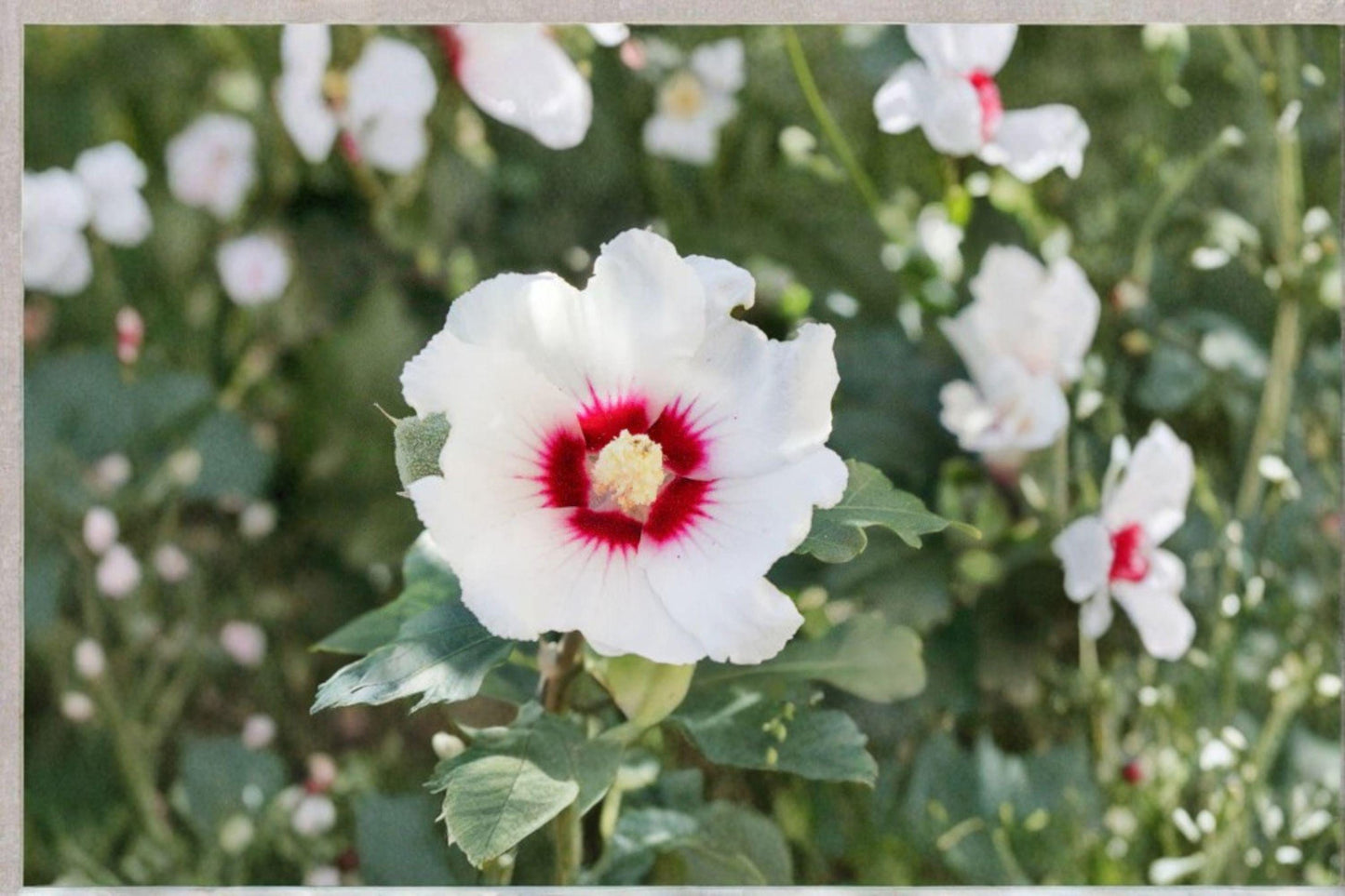 30 Swamp Rose Mallow Seeds: Crimson-Eyed Hibiscus, Hardy Perennial