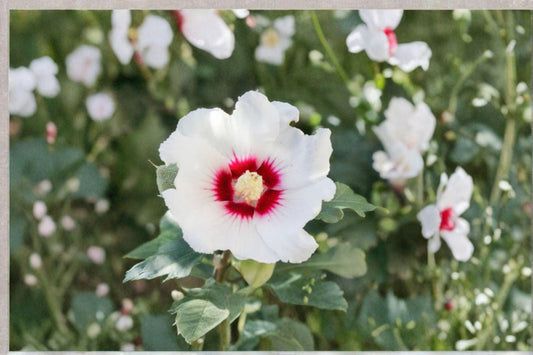 30 Swamp Rose Mallow Seeds: Crimson-Eyed Hibiscus, Hardy Perennial