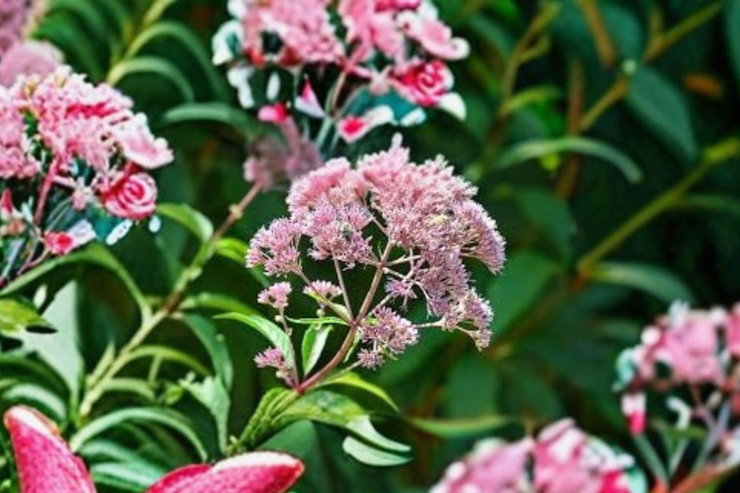 100 Seeds Eutrochium fistulosum – Hollow Joe Pye Weed, Native Tall Perennial for Pollinators & Meadow Gardens