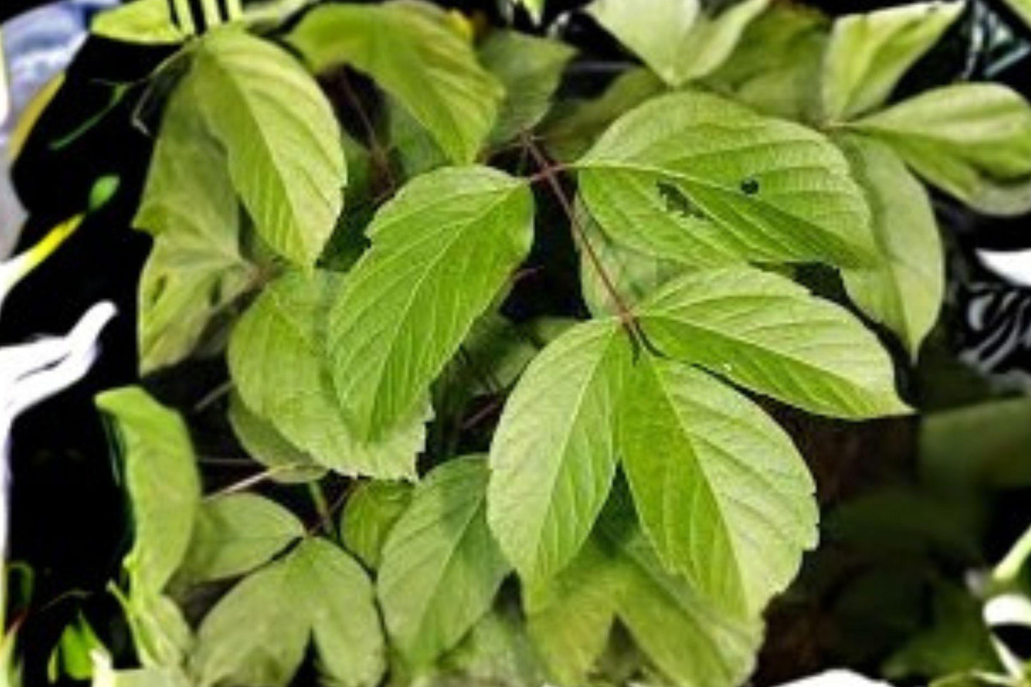 10 Seeds for Planting Acer negundo – Boxelder Maple, Fast-Growing Hardy Shade Tree