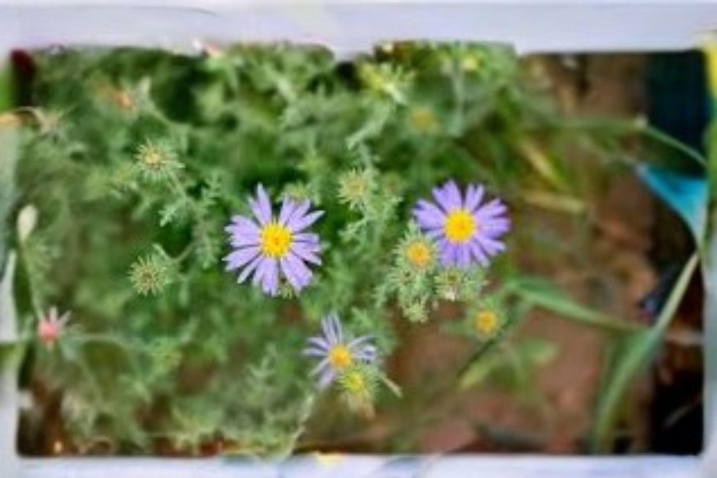 100 Purple Aster Seeds – Macheranthera bigelovii – Bigelows Tansyaster – Native Wildflower – Drought Tolerant