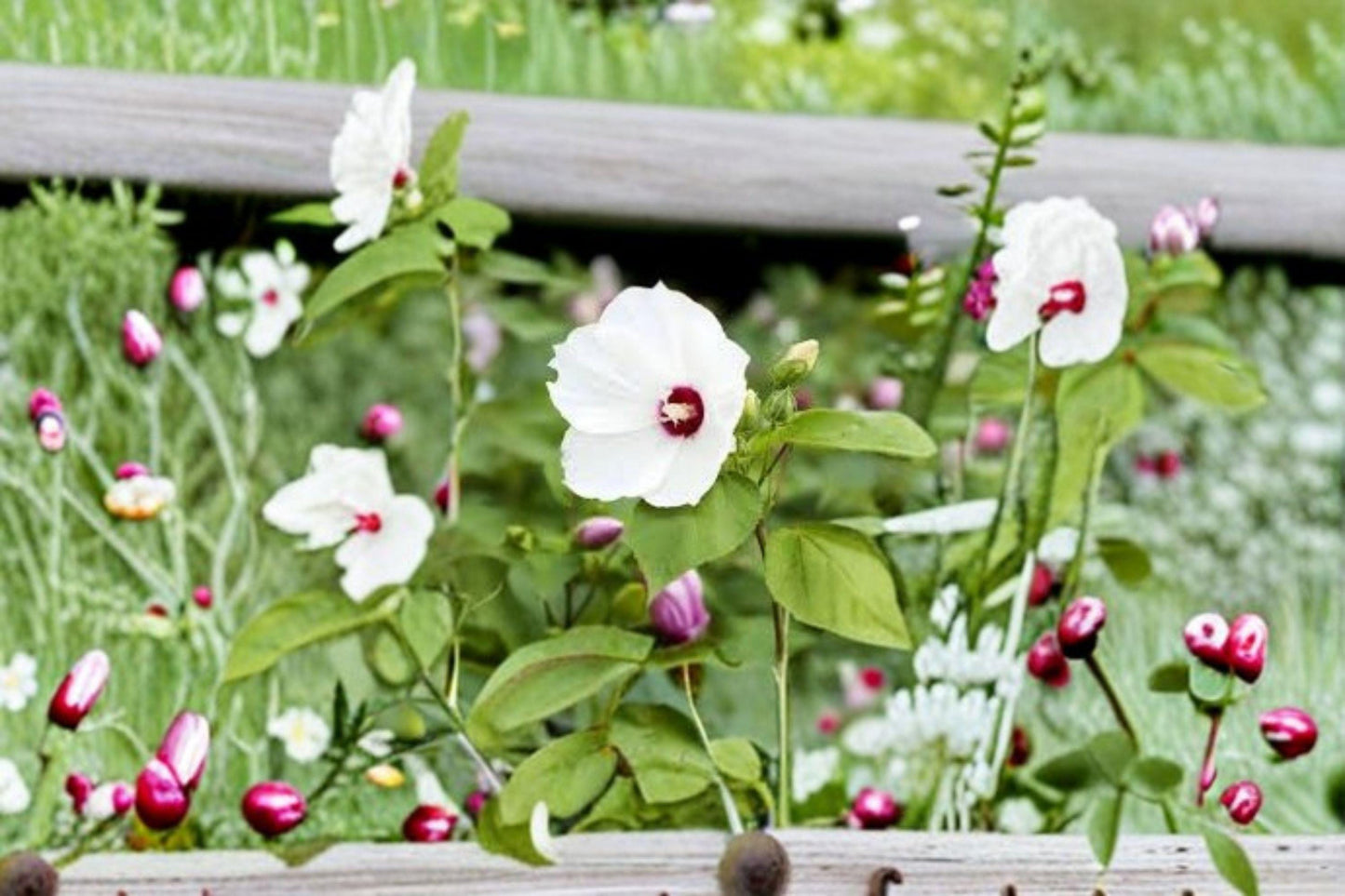 Dwarf White Rose Mallow Seeds: Compact Hardy Hibiscus