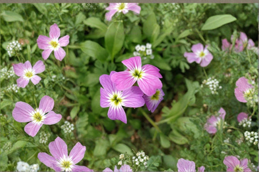 100 Virginia Stock Seeds – Malcolmia maritima – Fragrant Spring Flower – Cottage Garden
