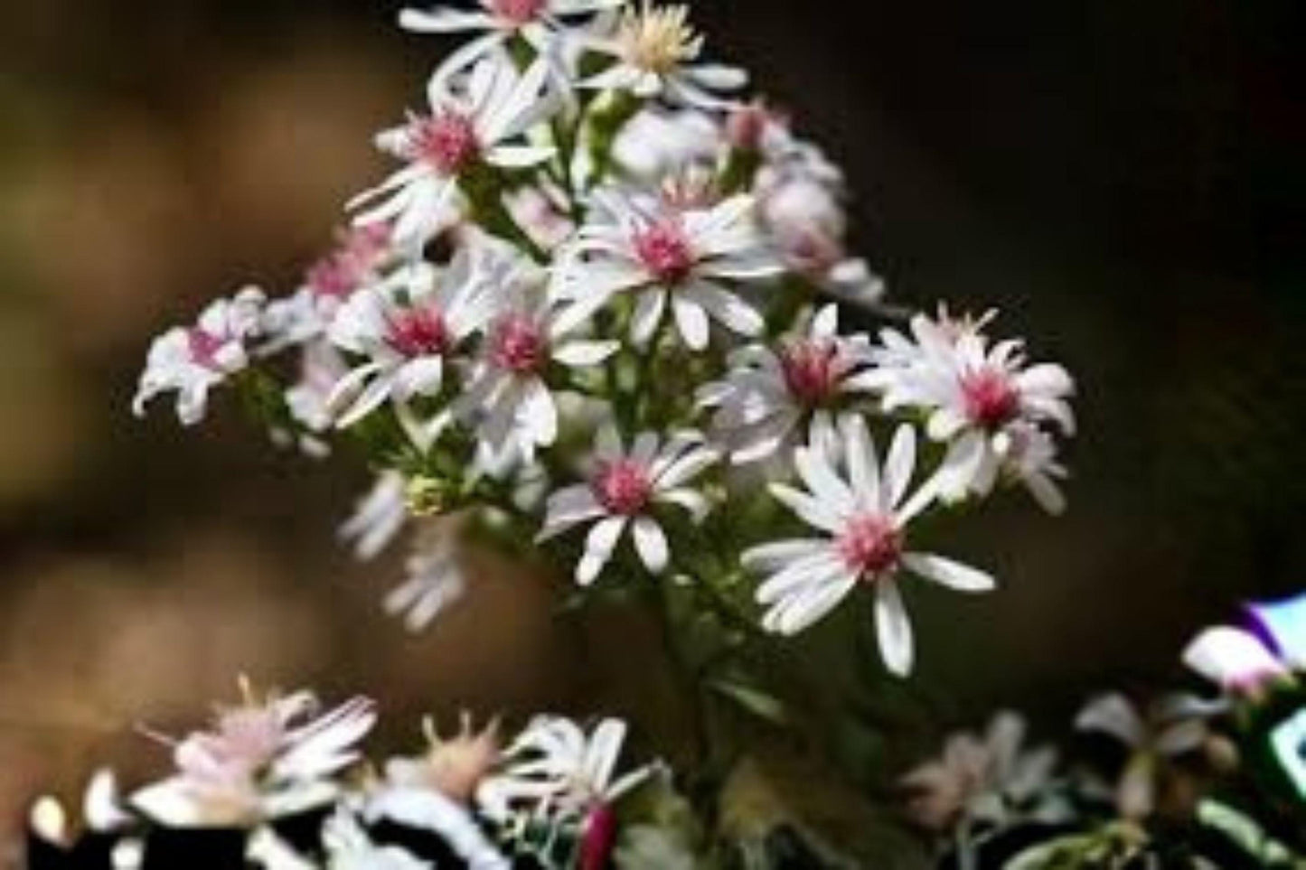 500 Seeds for Planting Heart-leaved Aster – Native Wildflower, Pollinator Friendly, Perennial for Garden & Meadow