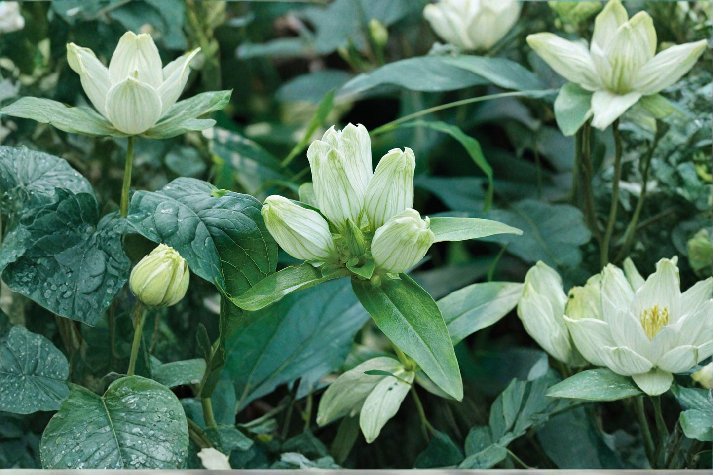 100 Cream Gentian Seeds – Gentiana flavida – Native Wildflower – Late Summer Bloom