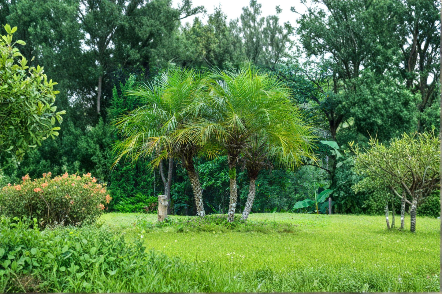 5 Pygmy Date Palm Seeds – Phoenix Roebelenii, Tropical Dwarf Tree