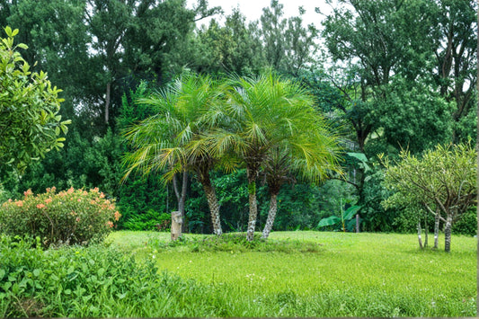 5 Pygmy Date Palm Seeds – Phoenix Roebelenii, Tropical Dwarf Tree