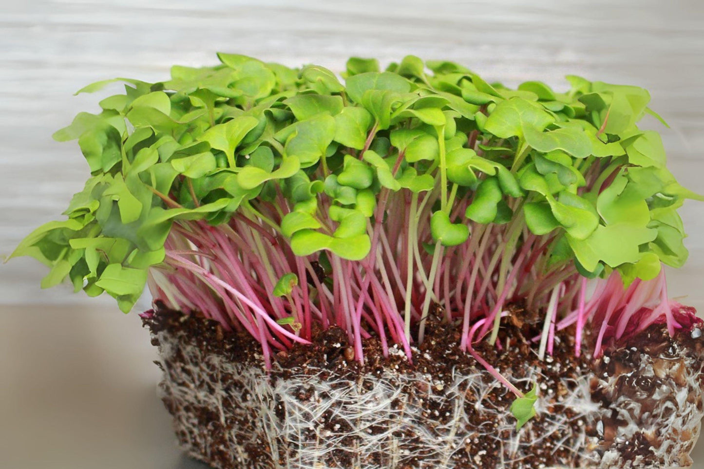 80 Triton Purple Stem Radish Seeds: Fast Growing Microgreens