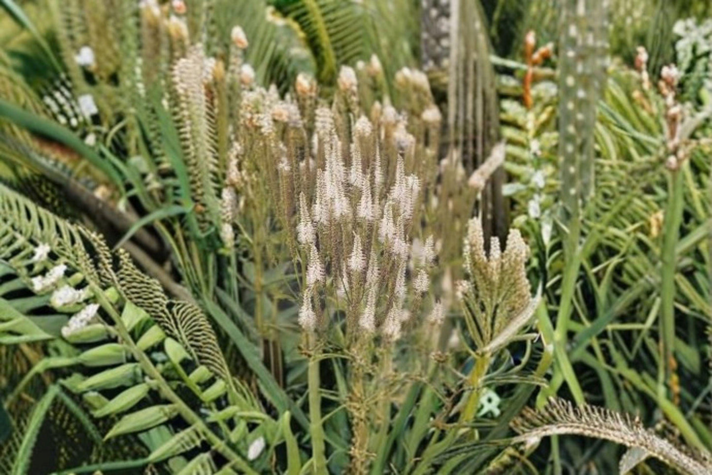2500 Seeds for Planting Veronicastrum virginicum – Culver’s Root, Native Tall Wildflower