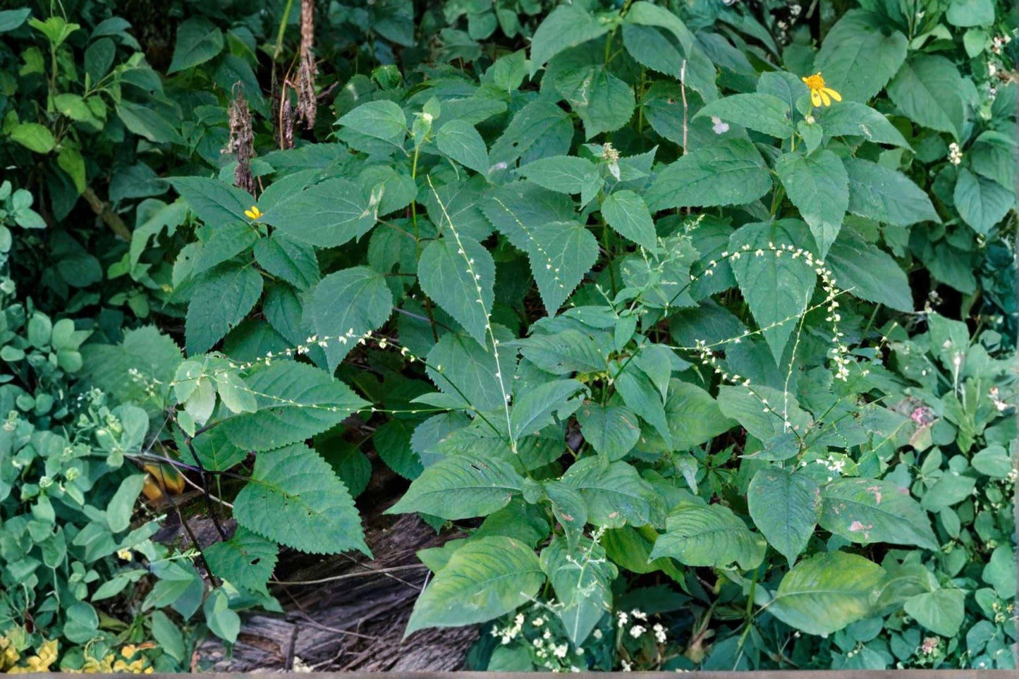 15 Woodland Knotweed Seeds – Persicaria virginiana – Native Shade Wildflower – Pollinator Plant