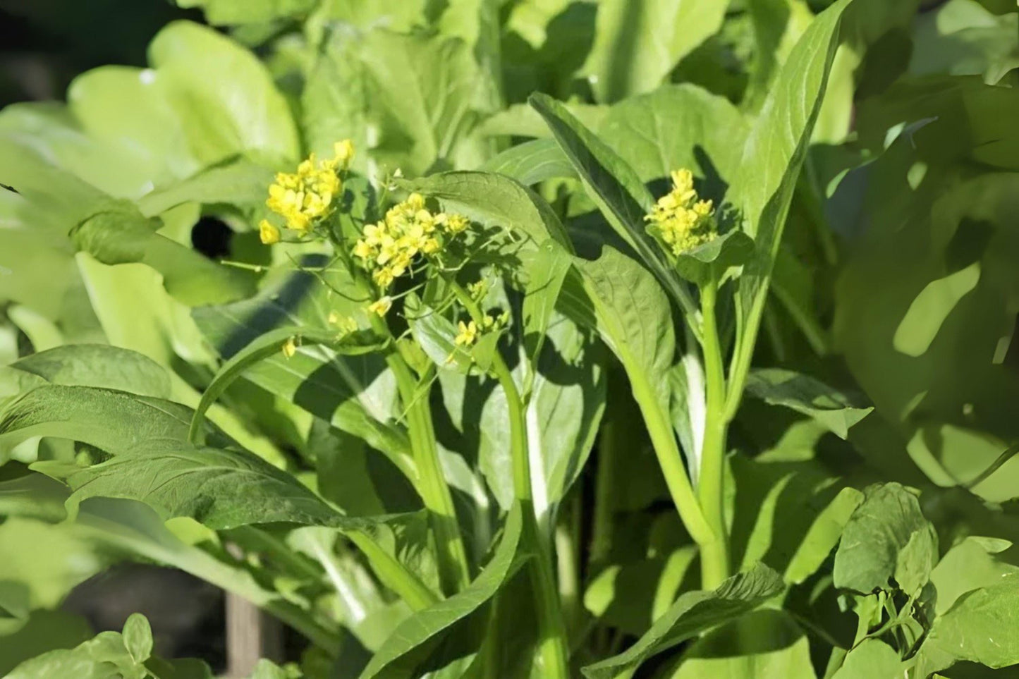 Yu Choy Sum Seeds: Asian Heirloom Vegetable - 150 Flowering Brassica Seeds