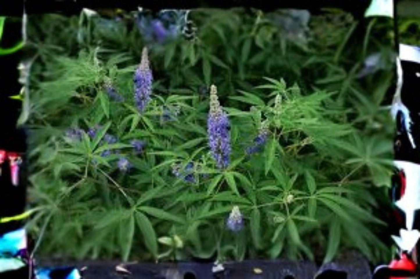 10 Seeds Vitex agnus-castus (Chaste Tree) – Fragrant Flowering Shrub, Pollinator Attracting Ornamental Plant