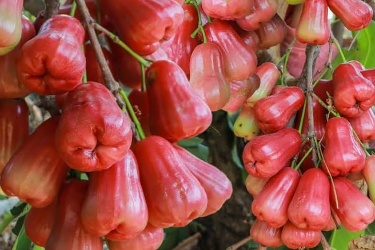 Pink Wax Apple Tree (Syzygium samarangense) Live Fruit Plant 1’-2’ Tall | Sweet Tropical Fruit Seedling