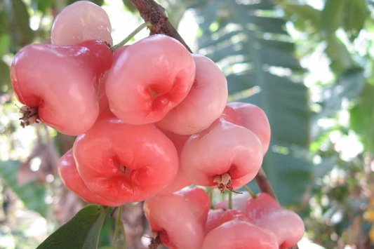 Rose Apple Tree (Syzygium jambos) Live Tropical Fruit Plant 12’-24’ Tall | Sweet, Crisp, Floral-Flavored Fruit