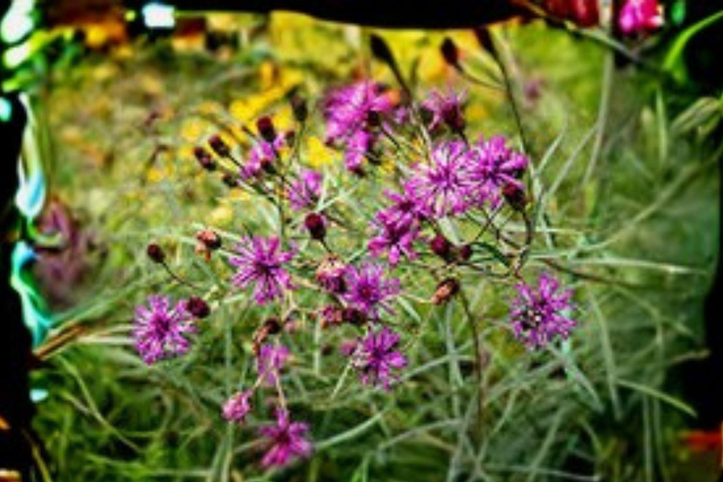100 Seeds for Planting Vernonia angustifolia – Tall Ironweed, Native Purple Wildflower, Pollinator Perennial