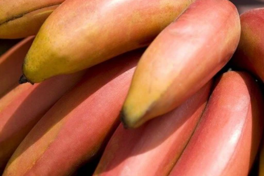 Red Banana Tree (Musa acuminata "˜Red Dacca’) Live Fruit Plant 10"-20" Tall | Exotic Sweet Tropical Bananas