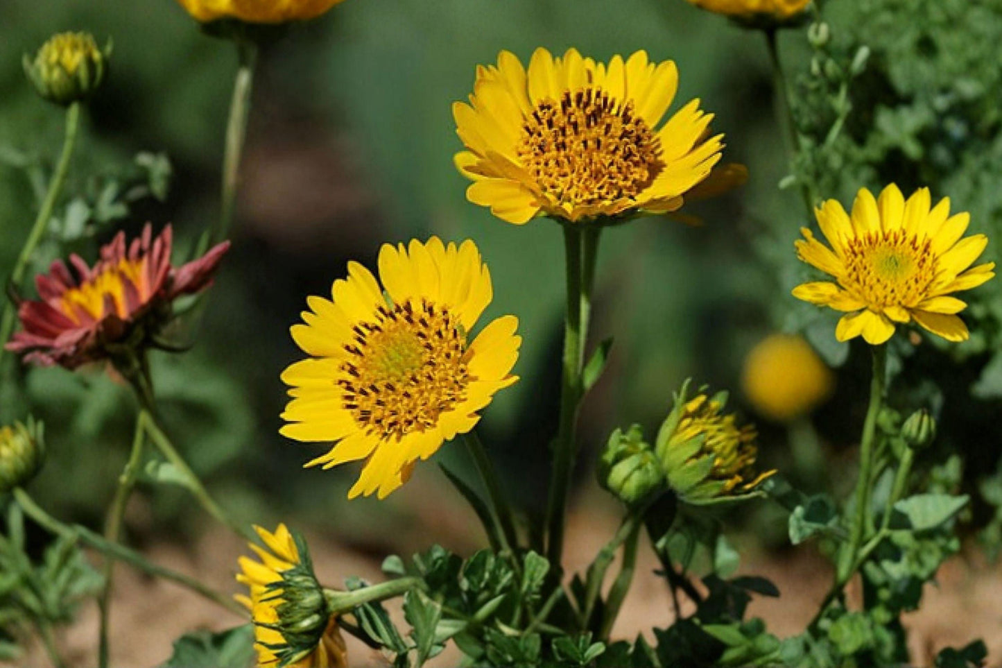 30 Yellow Crownbeard Seeds – Verbesina helianthoides – Native Wildflower – Pollinator Plant – Yellow Blooms