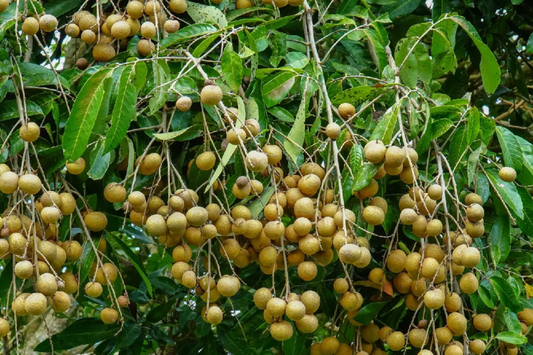 Grafted Longan Tree (Dimocarpus longan) Tropical Fruit Tree 12"-24" | Sweet, Juicy Dragon's Eye Fruit