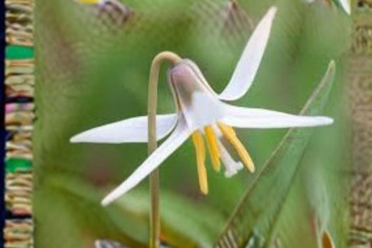 5 White Trout Lily Seeds – Erythronium albidum – Native Woodland Wildflower – Spring Ephemeral