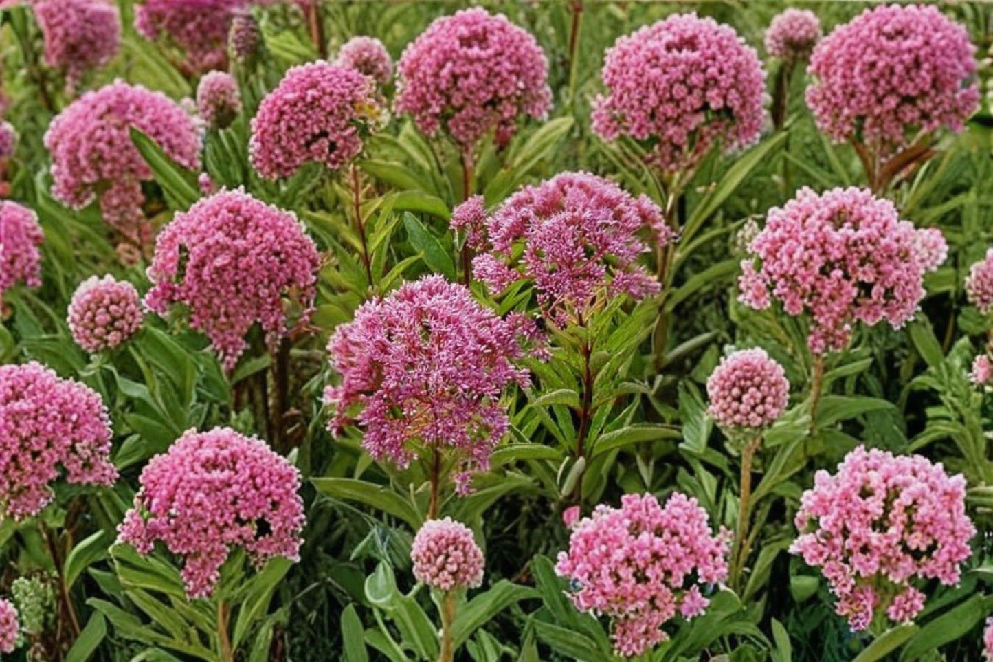 100 Joe Pye Weed Seeds – Eutrochium maculatum – Native Pollinator Flower