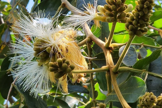 Jumbo Ice Cream Bean Tree (Inga edulis) Live Tropical Fruit Tree 12"-24" | Guama Machete with Sweet Vanilla-Flavored Pods