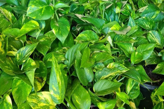 Big Giant Golden Pothos (Epipremnum aureum) Live Tropical Houseplant 12"-24" | Low Maintenance & Air-Purifying