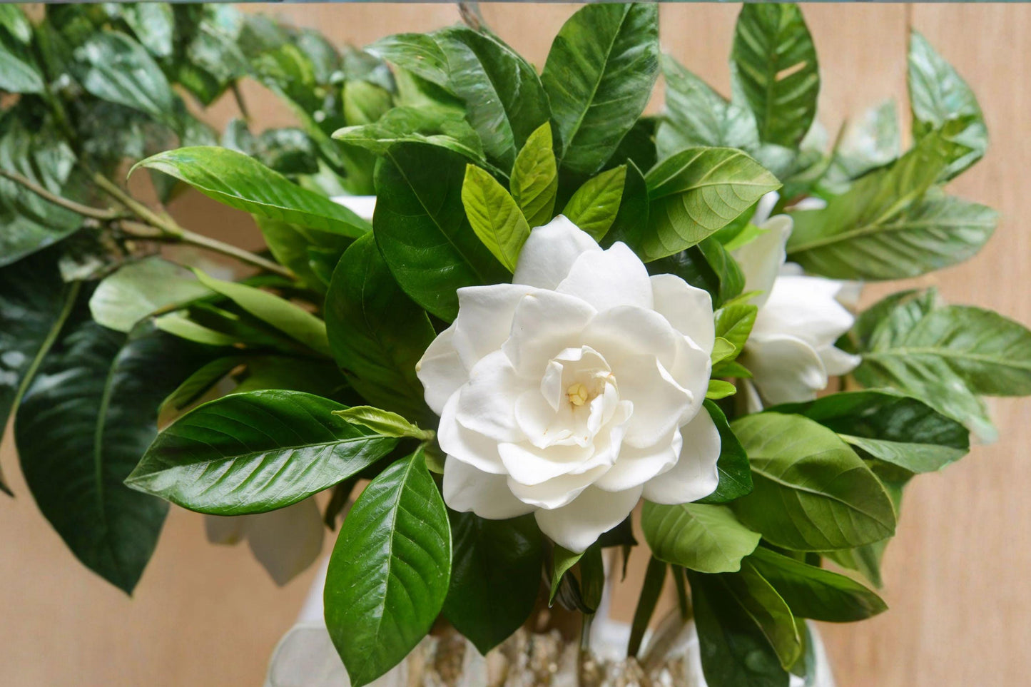 20 Gardenia Seeds – Gardenia jasminoides – Cape Jasmine – Fragrant White Flower Plant